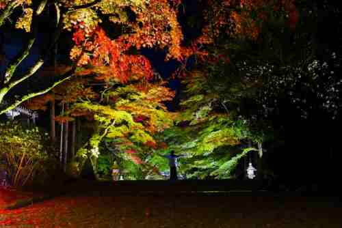 滋賀県湖東地方の美しい紅葉。犬上郡多賀町、胡宮神社の紅葉。滋賀ロックサービス