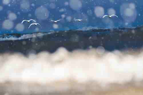 滋賀県湖北地方の琵琶湖、雪舞う中を飛翔すコハクチョウの群れ。かぎ屋滋賀.jp