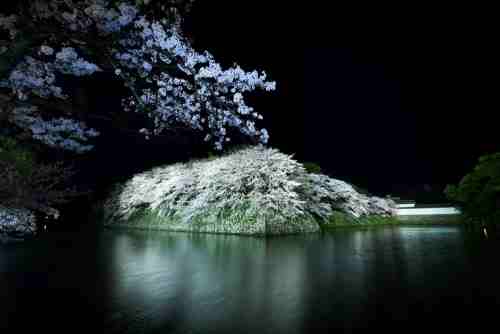 彦根市の名所、彦根城の桜。滋賀ロックサービス