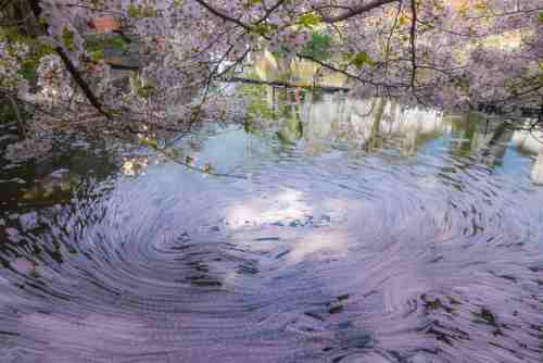 近江八幡市の桜の名所、八幡堀。滋賀ロックサービス